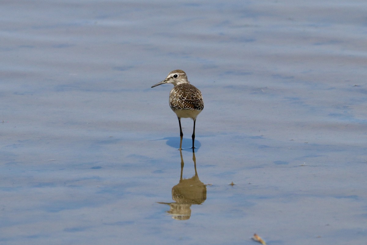 vodouš bahenní - ML647825672