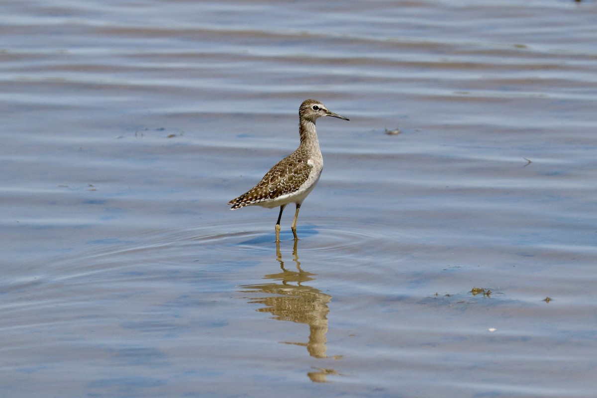 vodouš bahenní - ML647825673