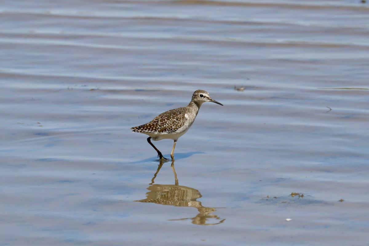 vodouš bahenní - ML647825674
