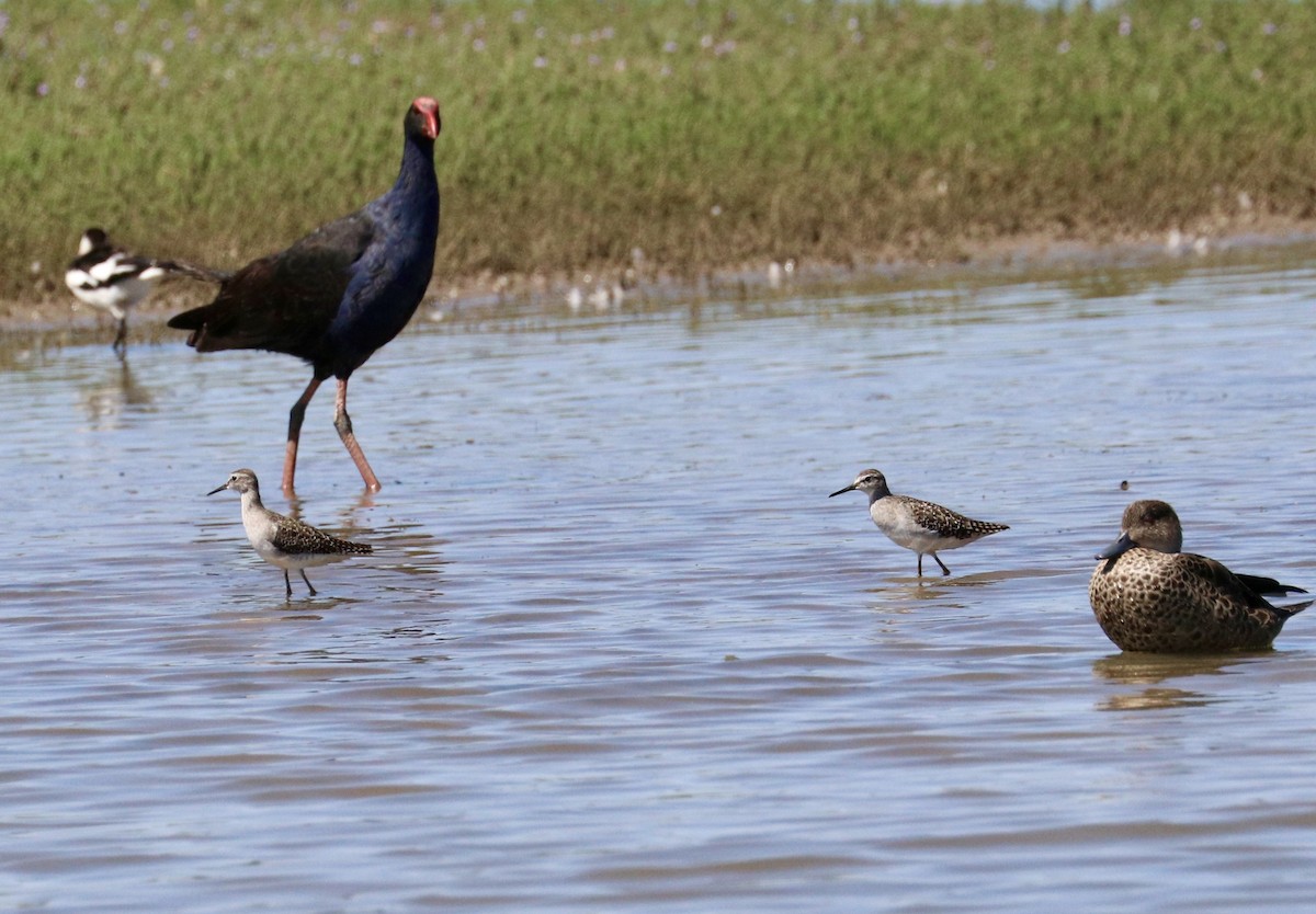vodouš bahenní - ML647825675