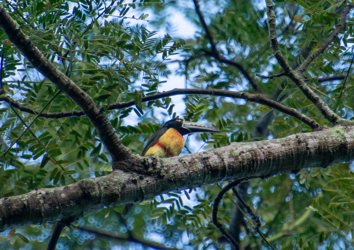 Collared Aracari - ML647825690