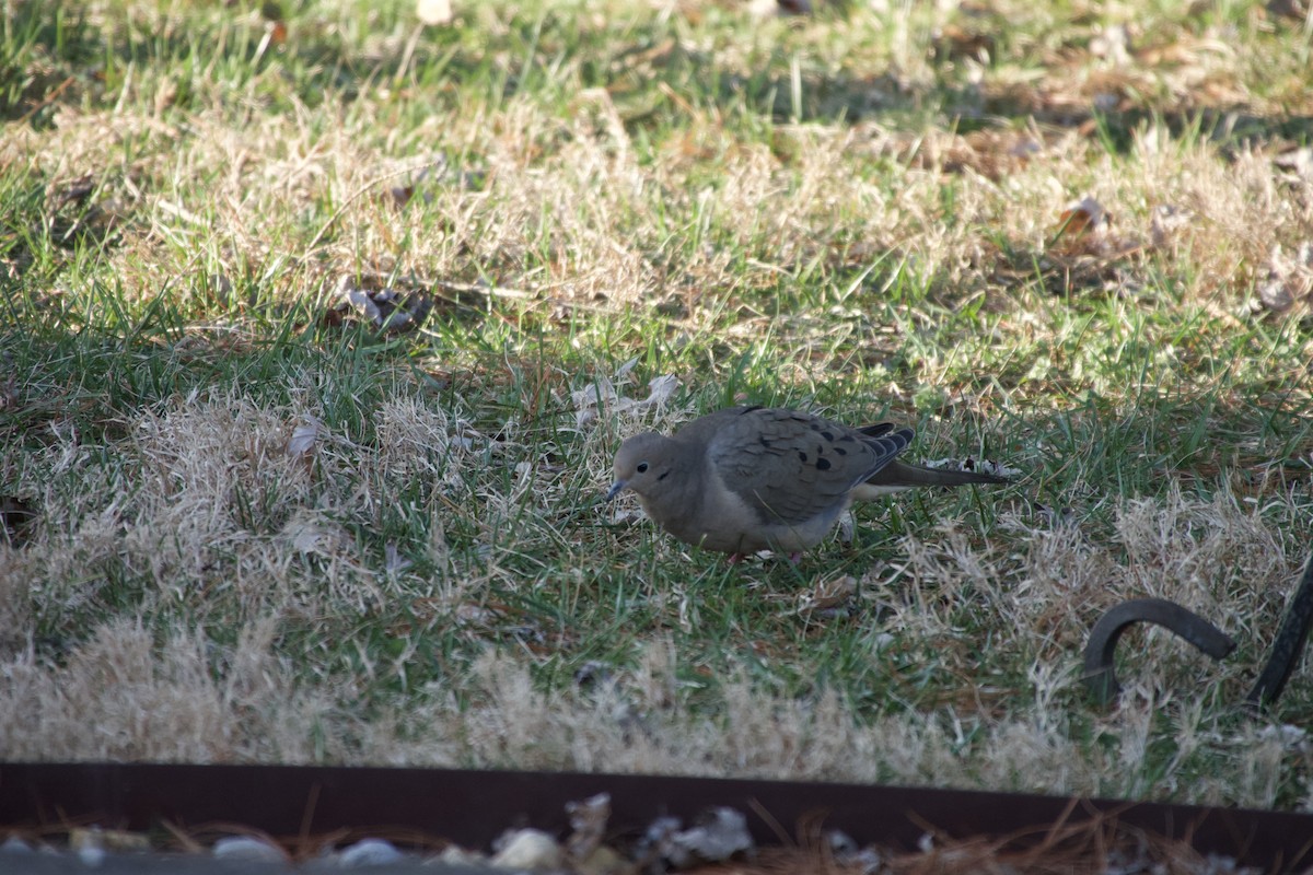 Zenaida Huilota - ML647825695