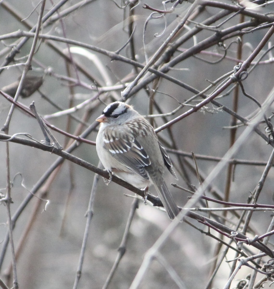 Бруант білобровий - ML647825726