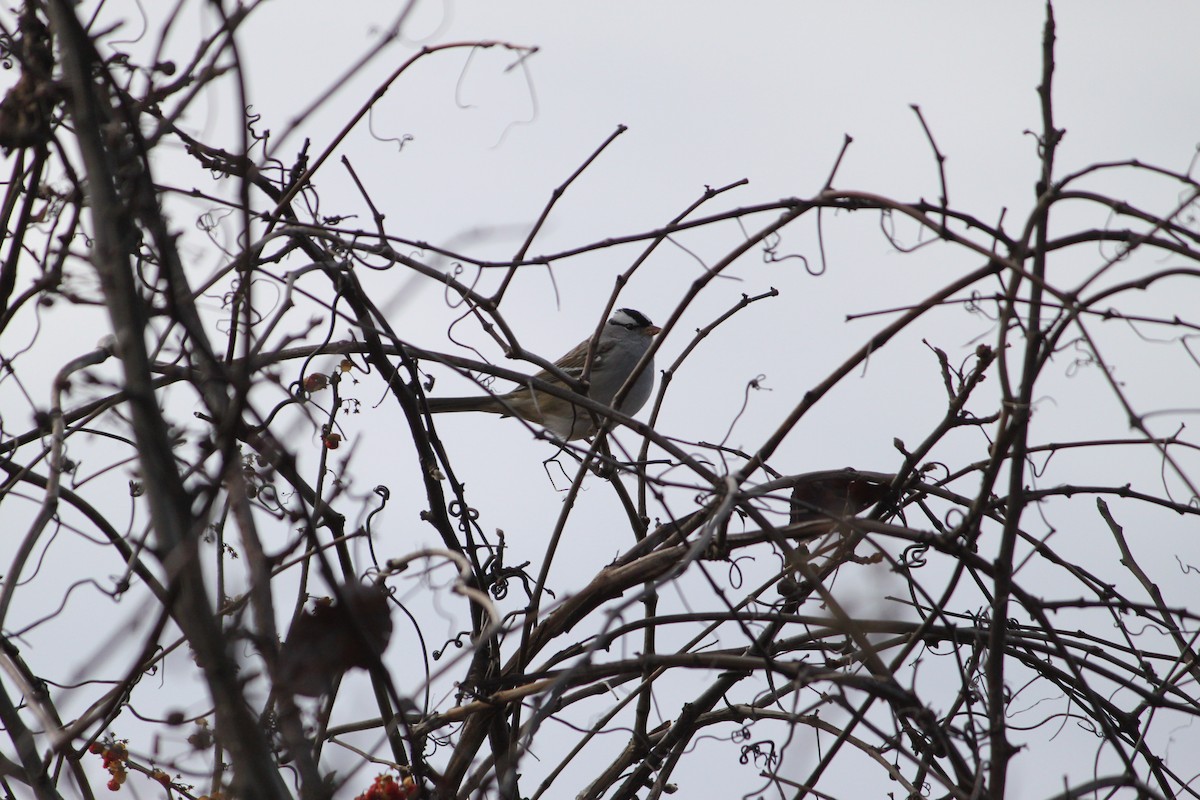 Бруант білобровий - ML647825727