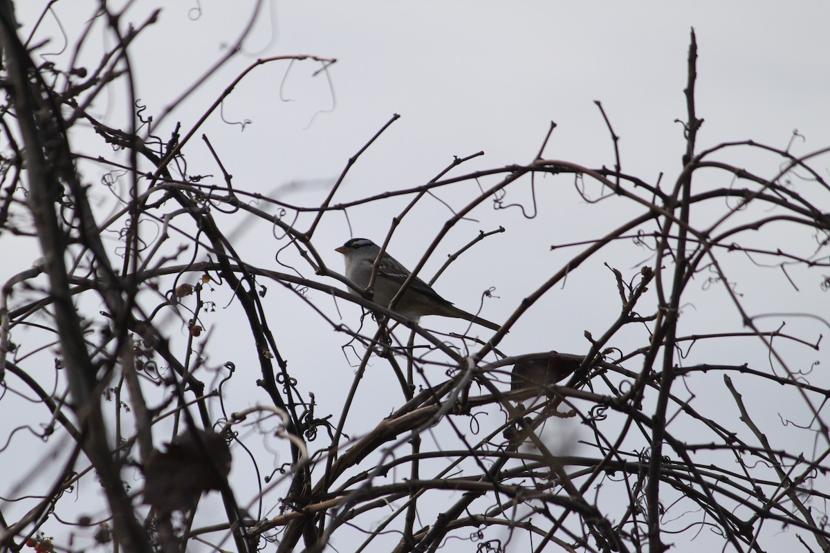 Бруант білобровий - ML647825728