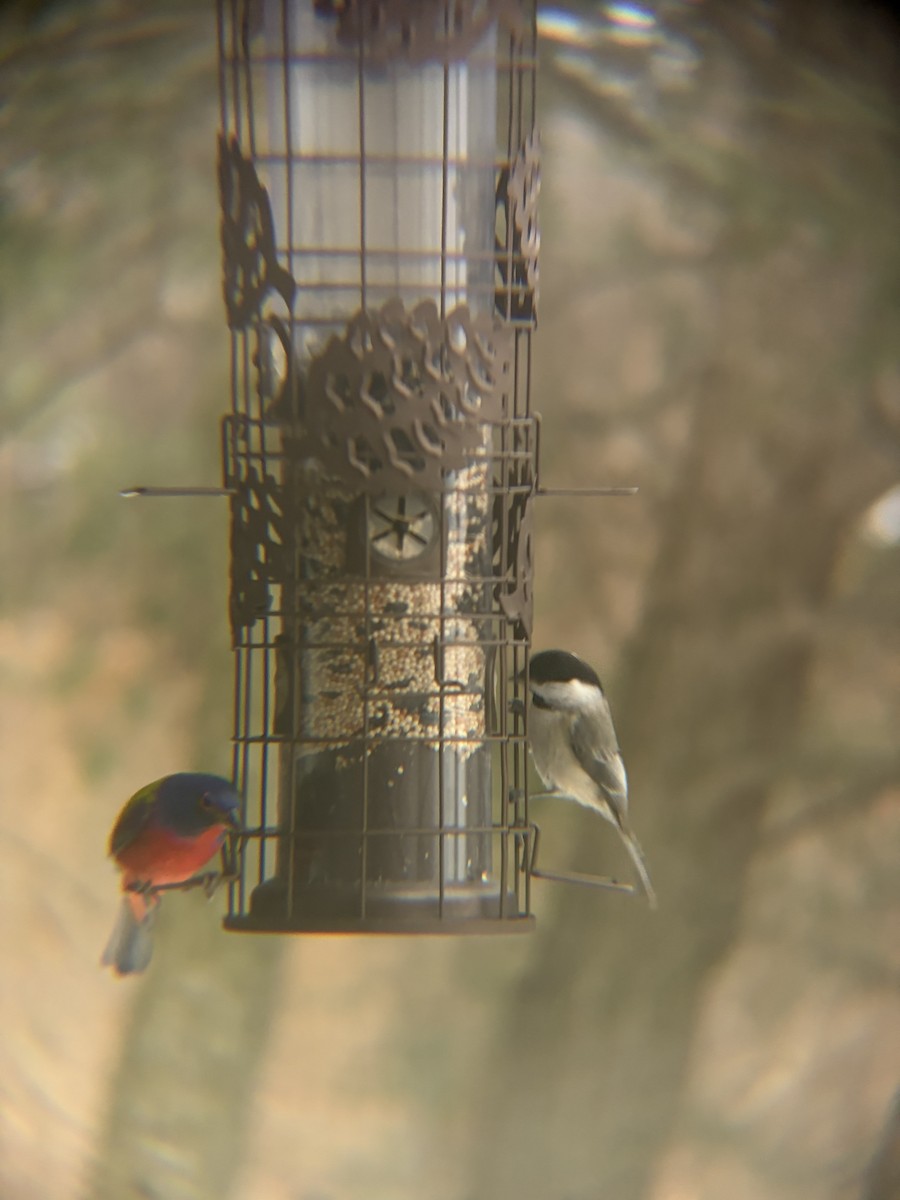 Гаїчка світлокрила - ML647825743