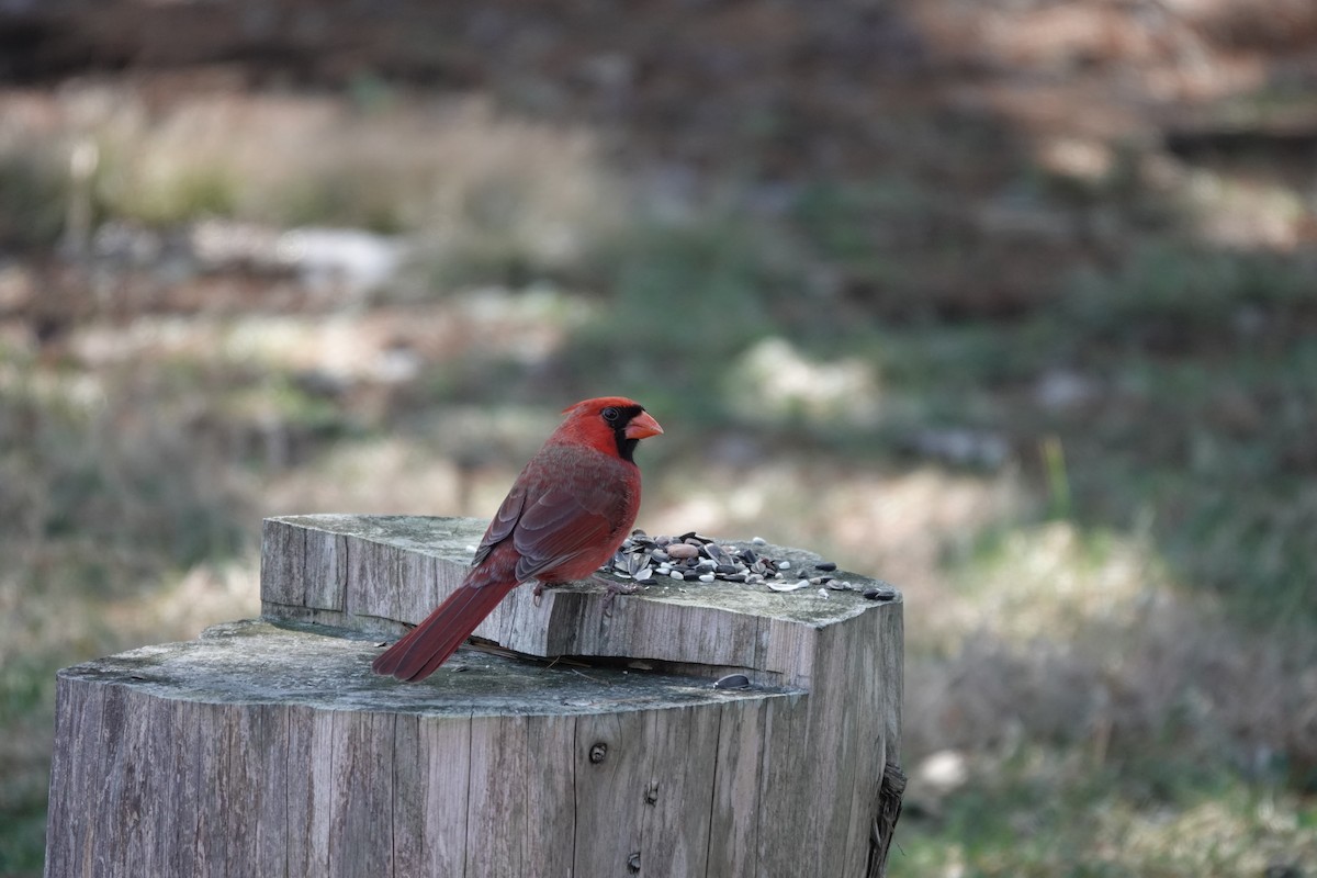 Northern Cardinal - ML647825805
