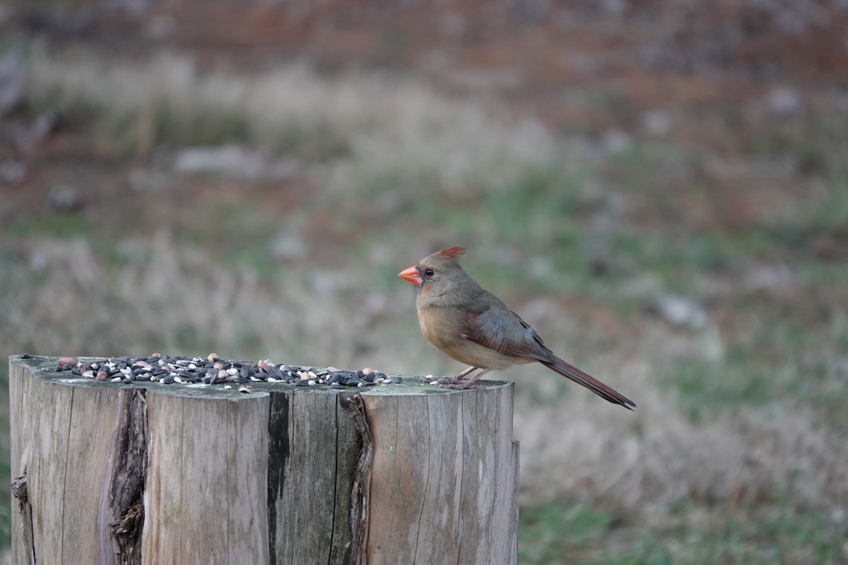 Northern Cardinal - ML647825811