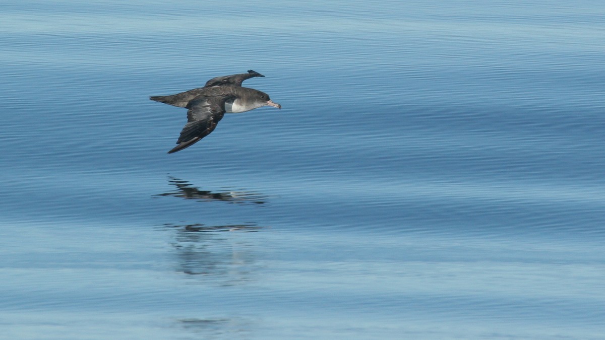 Pink-footed Shearwater - ML647825841