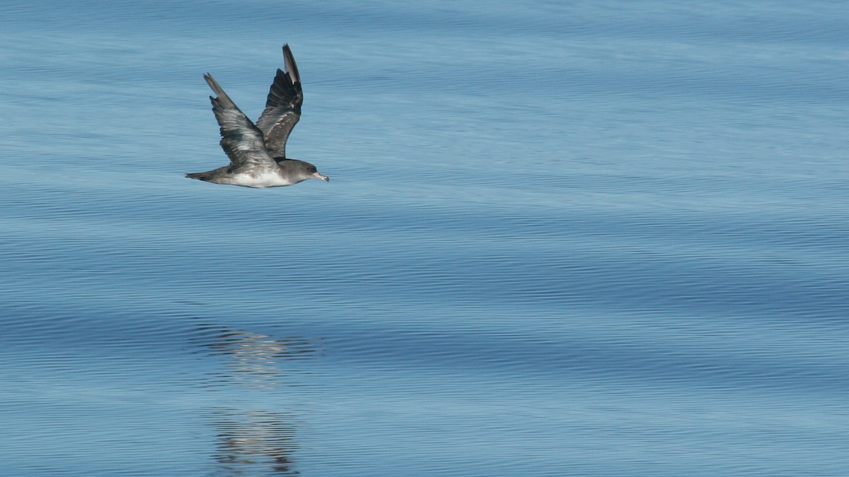 Pink-footed Shearwater - ML647825842