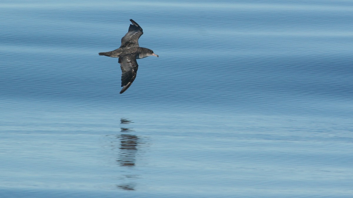 Pink-footed Shearwater - ML647825843