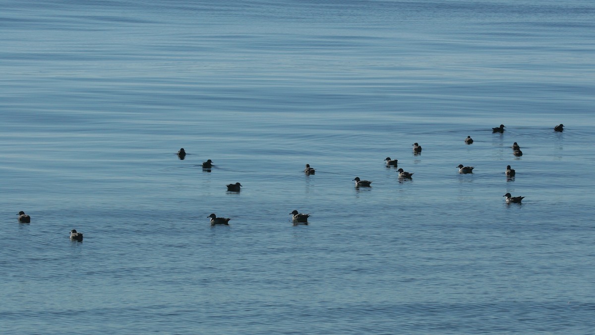 Pink-footed Shearwater - ML647825844