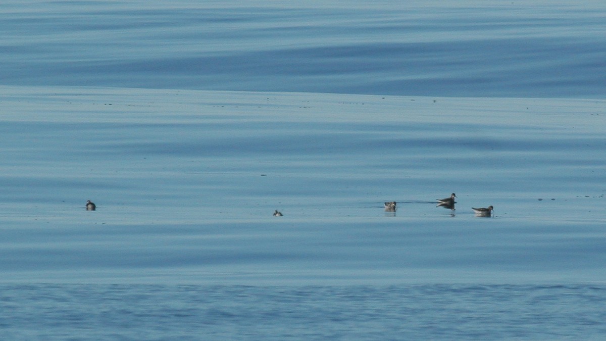 Red-necked Phalarope - ML647825845