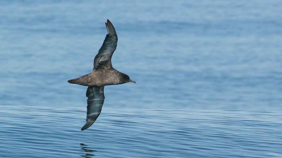 Sooty Shearwater - ML647825847