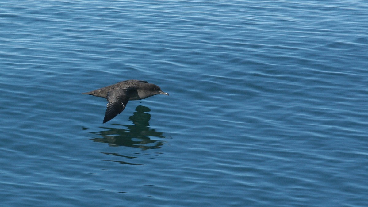Sooty Shearwater - ML647825848