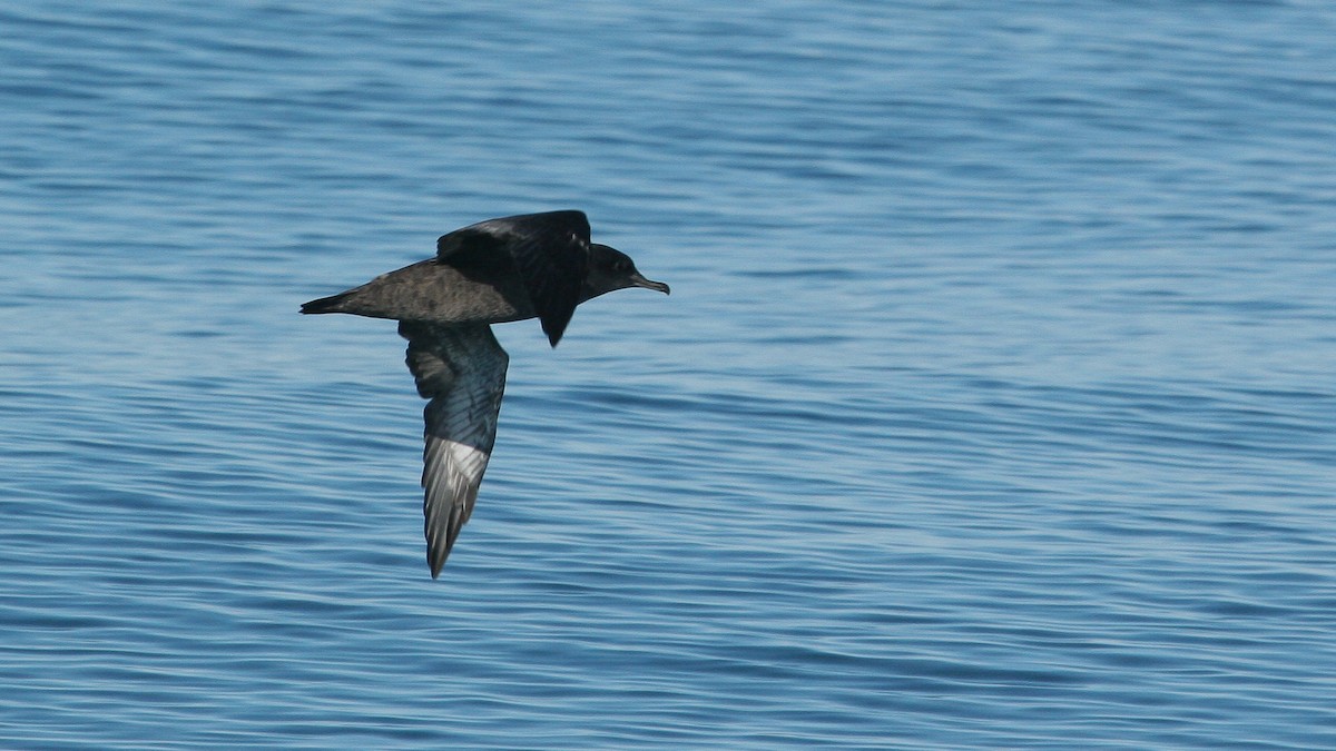 Sooty Shearwater - ML647825849