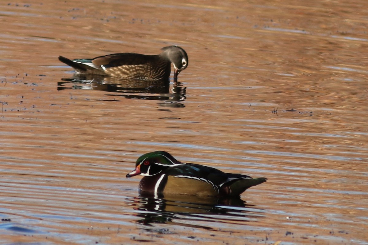 Ahate karolinarra - ML647825870