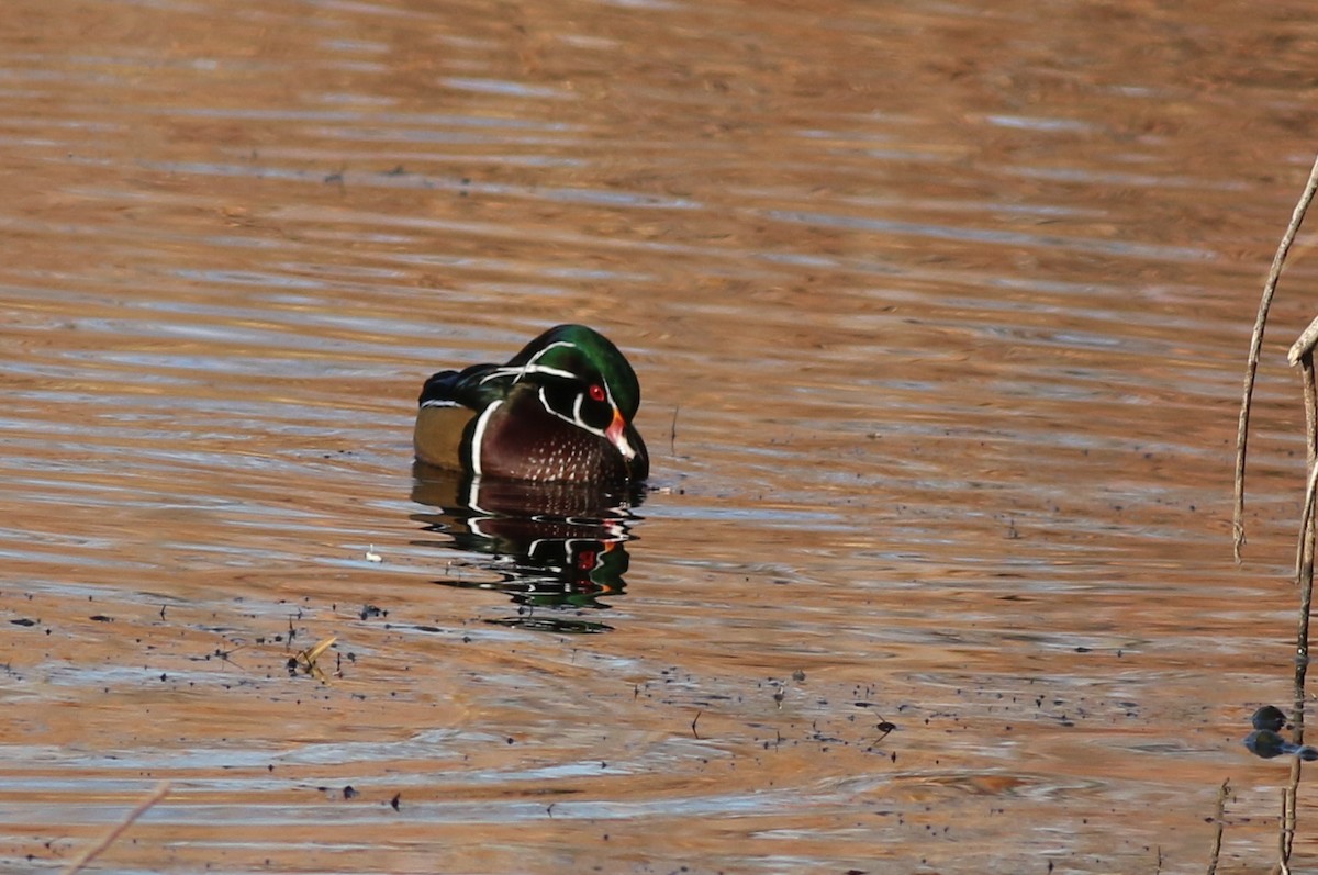 Ahate karolinarra - ML647825871