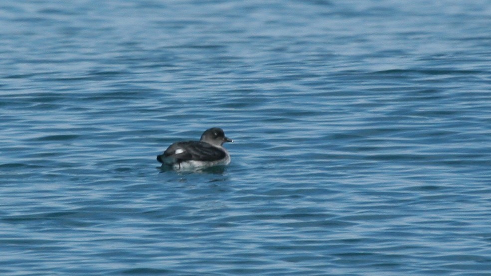 Cassin's Auklet - ML647825875