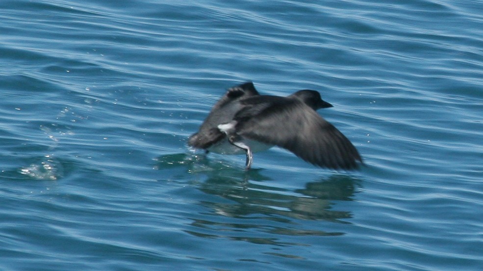 Cassin's Auklet - ML647825876