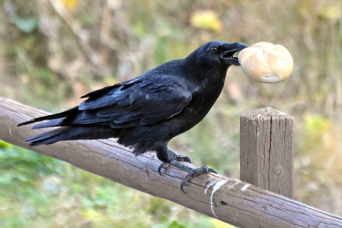 Kolkrabe - ML647825884