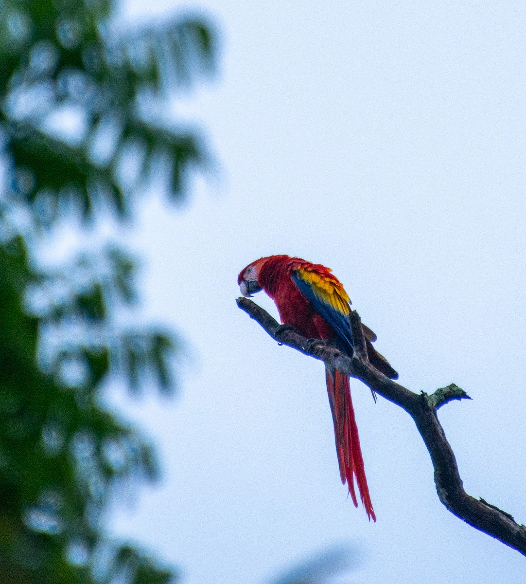 Scarlet Macaw - ML647825888
