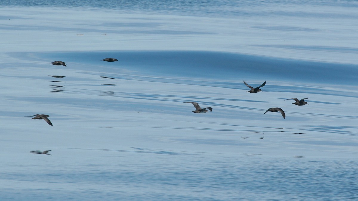 Sooty Shearwater - ML647825889