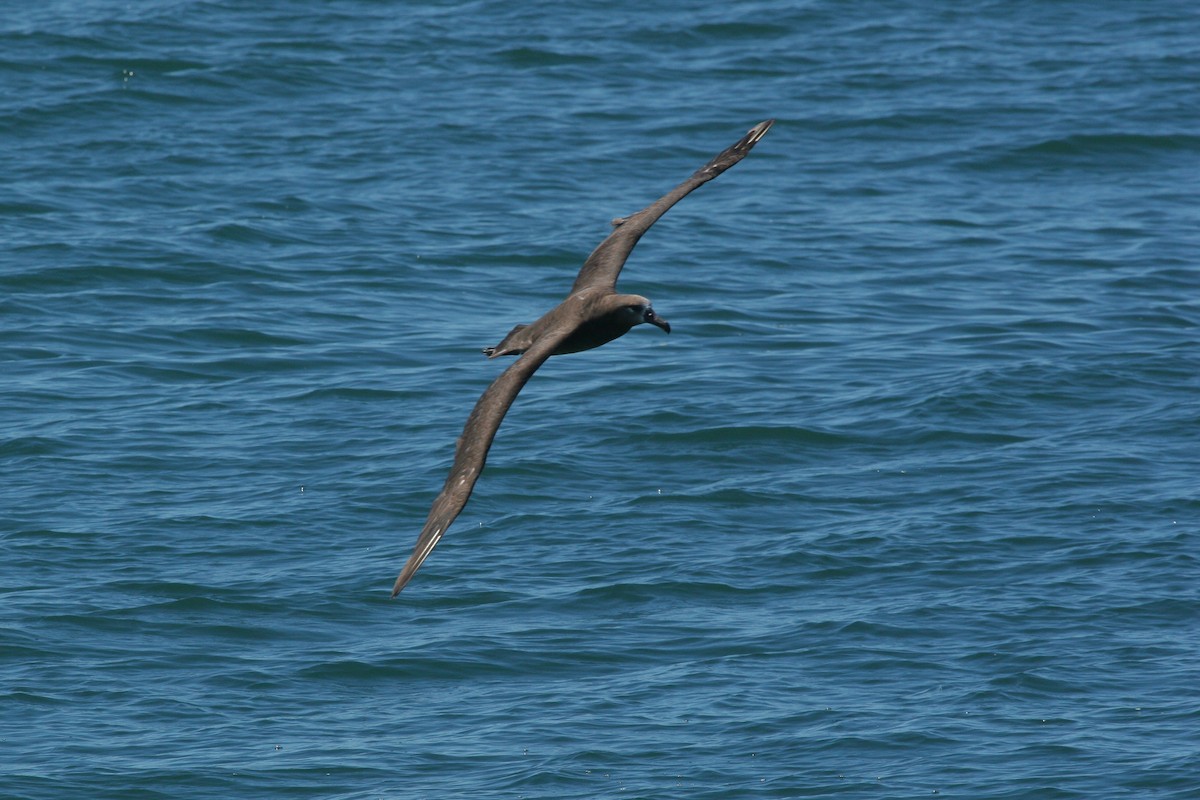 Black-footed Albatross - ML647825892