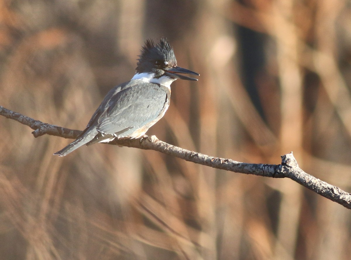 Martin handi iparramerikarra - ML647825894