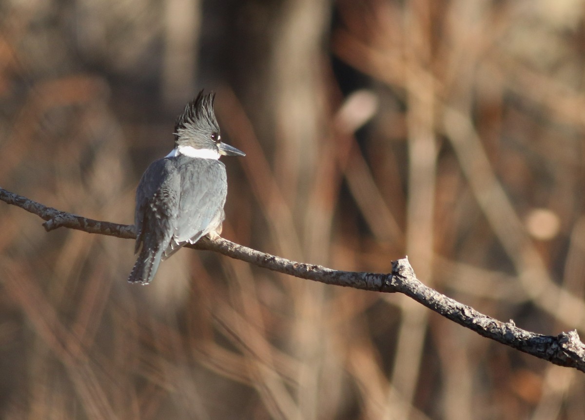 Martin handi iparramerikarra - ML647825895