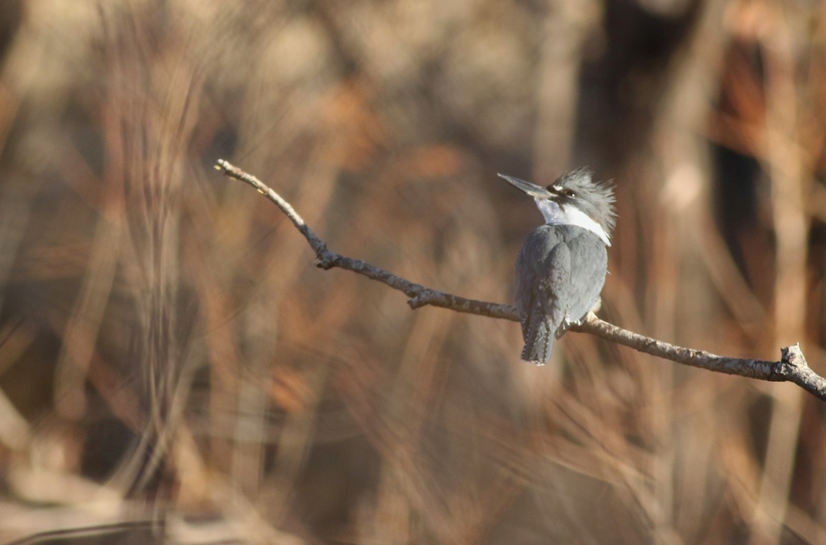 Martin handi iparramerikarra - ML647825896