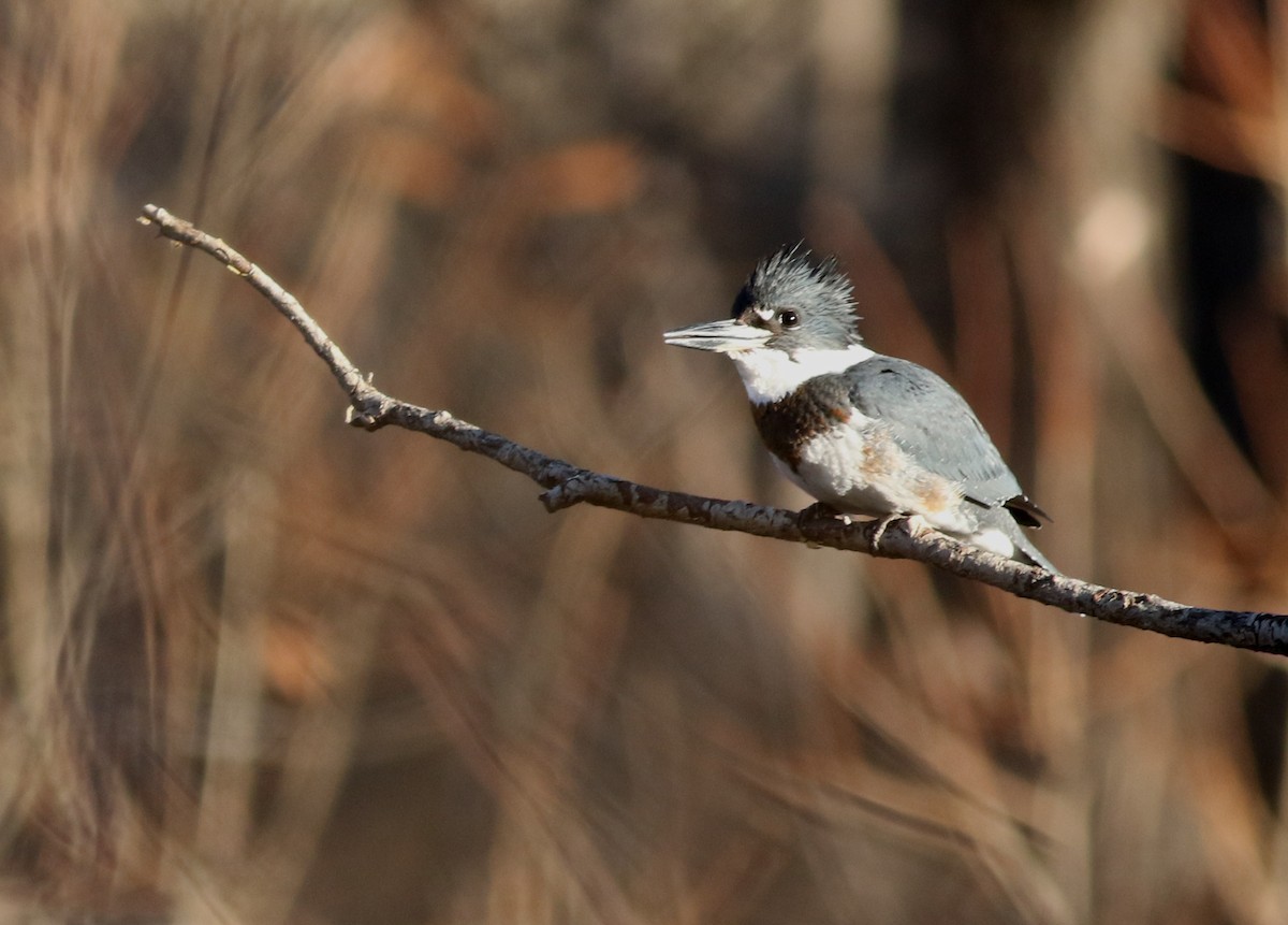 Martin handi iparramerikarra - ML647825897