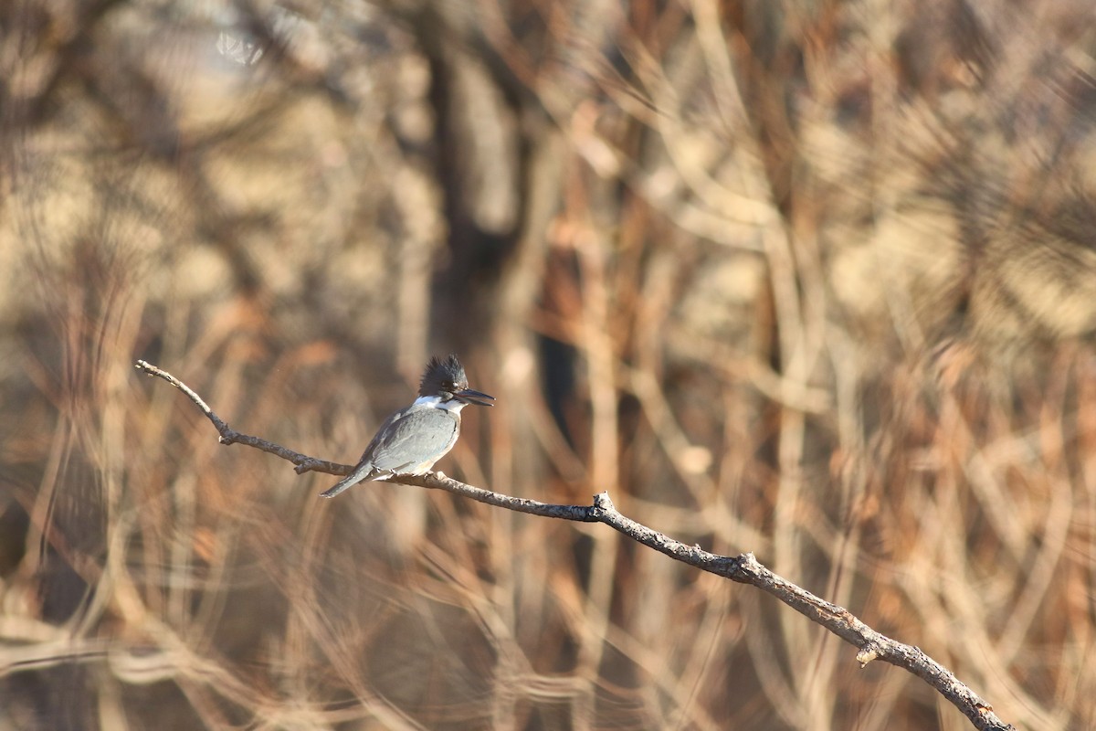 Martin handi iparramerikarra - ML647825898