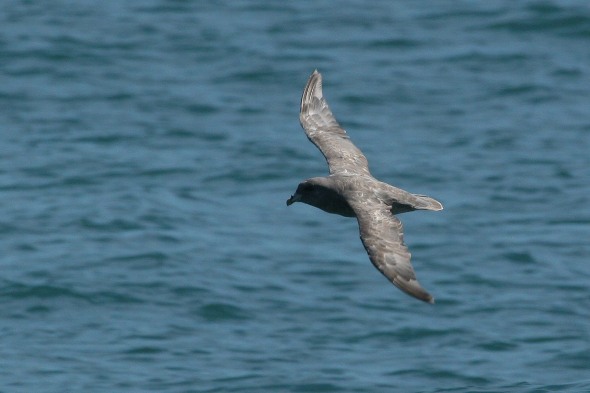 Northern Fulmar - ML647825902