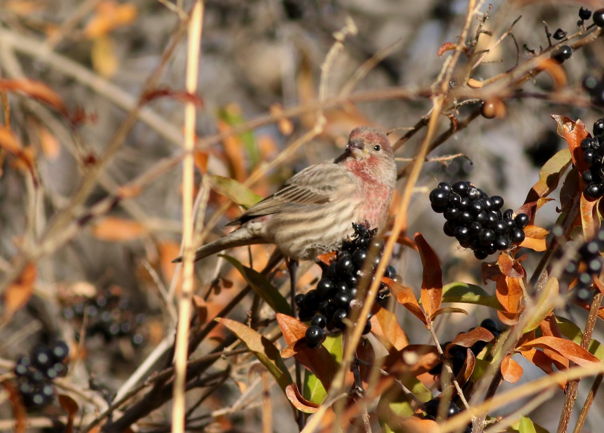 House Finch - ML647825907