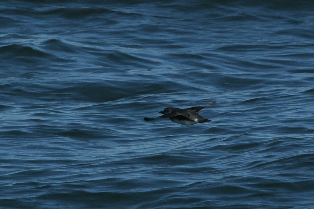 Cassin's Auklet - ML647825915