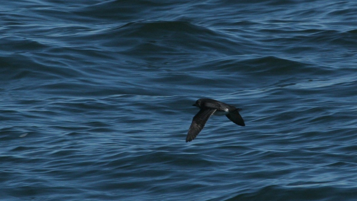 Cassin's Auklet - ML647825916