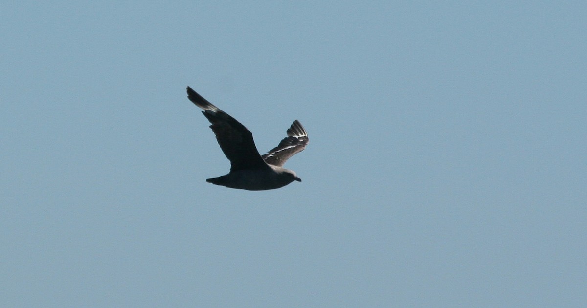 South Polar Skua - ML647825928