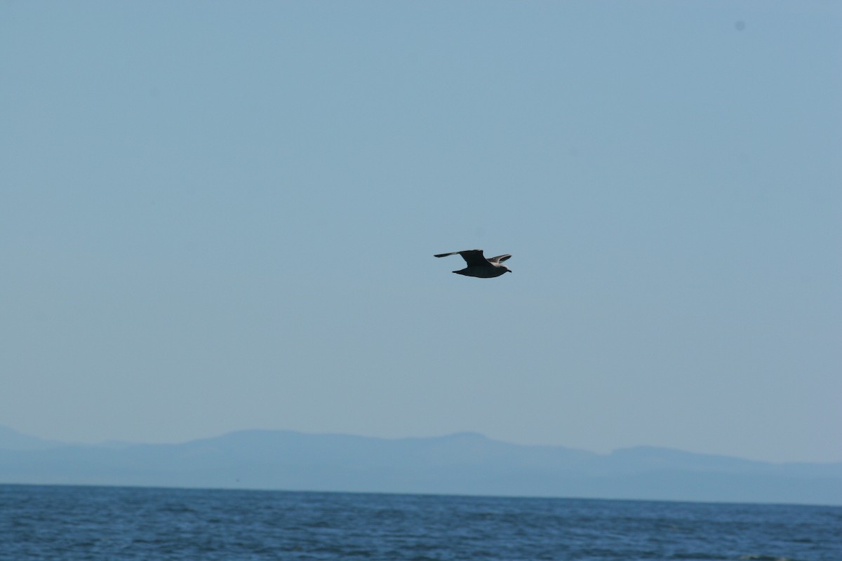 South Polar Skua - ML647825929