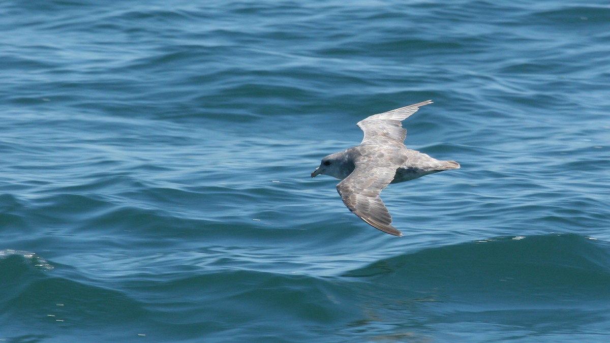 Northern Fulmar - ML647825930