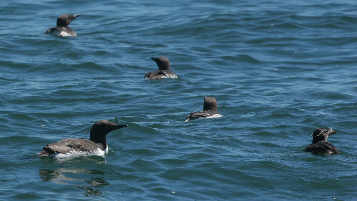 Rhinoceros Auklet - ML647825931
