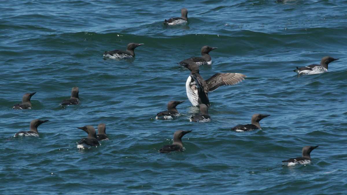 Common Murre - ML647825936