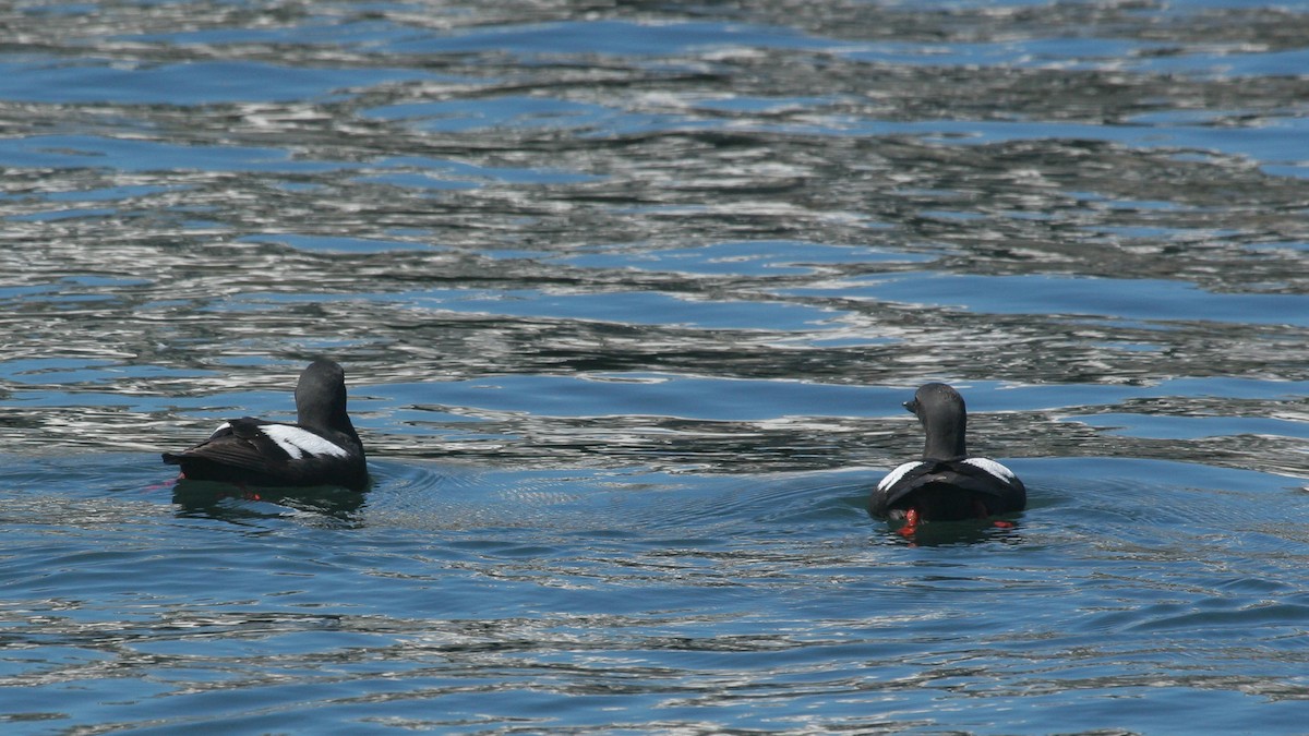 Pigeon Guillemot - ML647825943