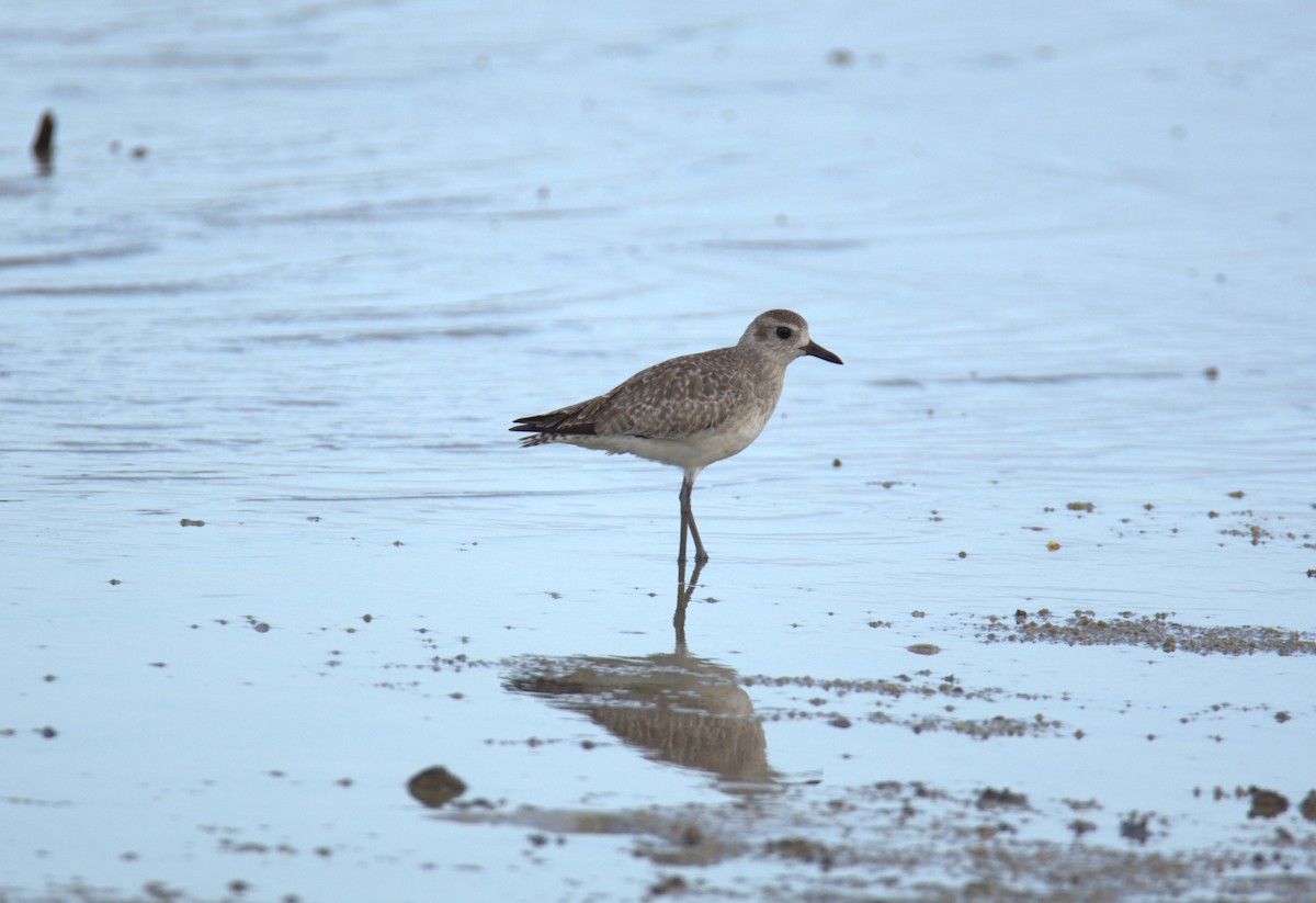 Chorlito Gris - ML647825990