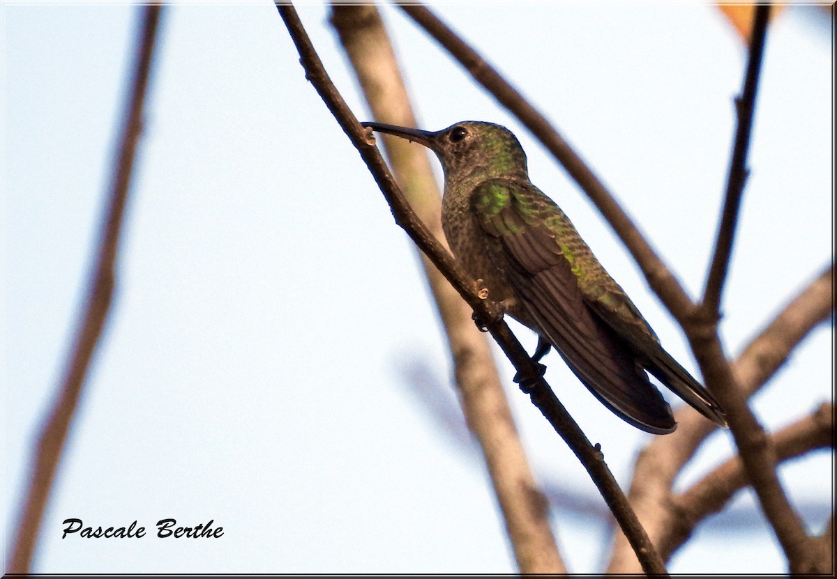 Scaly-breasted Hummingbird - ML647826009