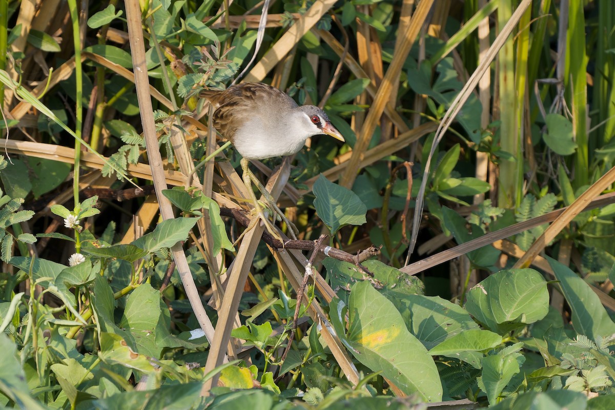 White-browed Crake - ML647826024