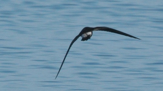 Leach's Storm-Petrel - ML647826025