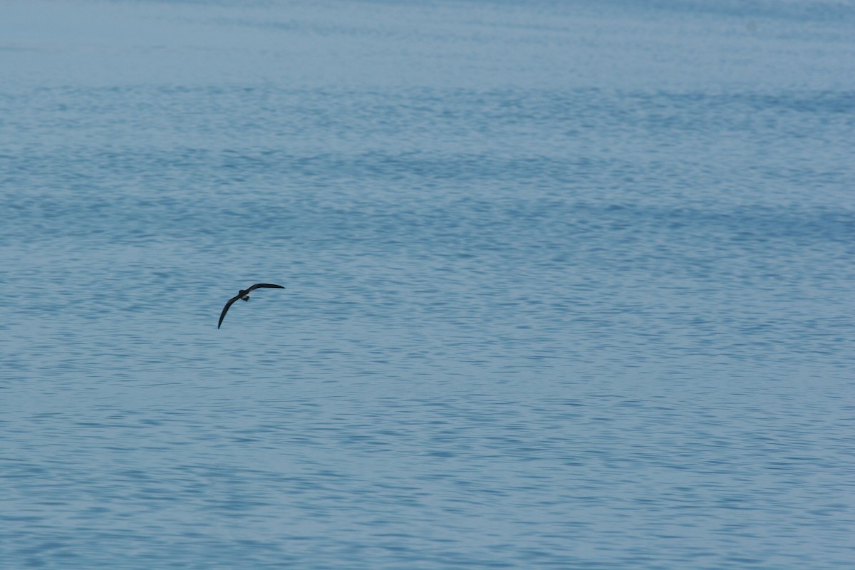 Leach's Storm-Petrel - ML647826026