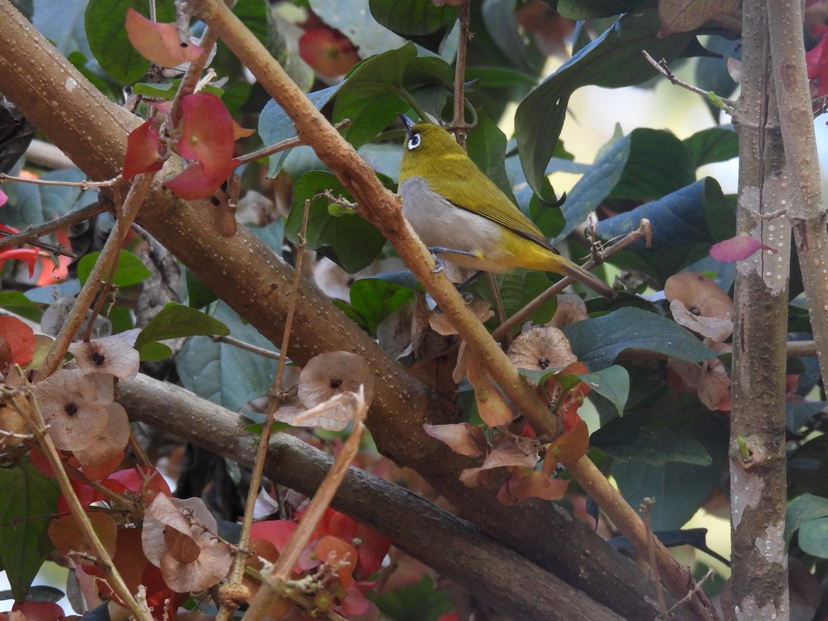 Indian White-eye - ML647826040