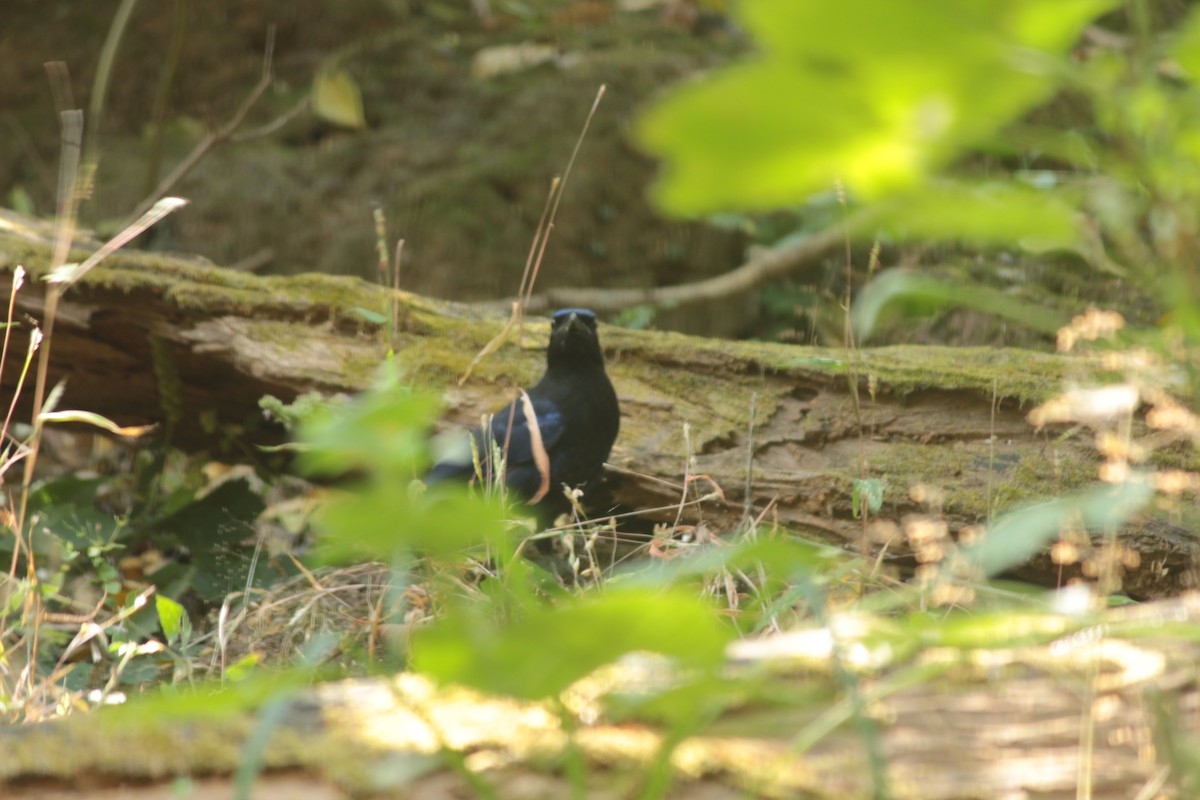 Malabar Whistling-Thrush - ML647826046